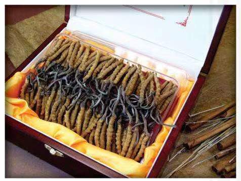 南丰冬虫夏草回收